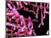 Pigmy Sea Horse (Hyppocampus Bargibanti)-Andrea Ferrari-Mounted Photographic Print