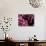 Pigmy Sea Horse (Hyppocampus Bargibanti)-Andrea Ferrari-Photographic Print displayed on a wall