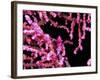 Pigmy Sea Horse (Hyppocampus Bargibanti)-Andrea Ferrari-Framed Photographic Print