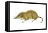 Pigmy Shrew (Microsorex Hoyi), Mammals-Encyclopaedia Britannica-Framed Stretched Canvas