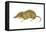 Pigmy Shrew (Microsorex Hoyi), Mammals-Encyclopaedia Britannica-Framed Stretched Canvas