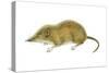 Pigmy Shrew (Microsorex Hoyi), Mammals-Encyclopaedia Britannica-Stretched Canvas