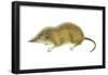 Pigmy Shrew (Microsorex Hoyi), Mammals-Encyclopaedia Britannica-Framed Poster