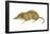 Pigmy Shrew (Microsorex Hoyi), Mammals-Encyclopaedia Britannica-Framed Poster