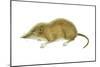 Pigmy Shrew (Microsorex Hoyi), Mammals-Encyclopaedia Britannica-Mounted Poster