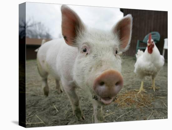 Pigs across America, Ravenna, Ohio-Amy Sancetta-Stretched Canvas