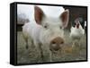 Pigs across America, Ravenna, Ohio-Amy Sancetta-Framed Stretched Canvas