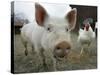 Pigs across America, Ravenna, Ohio-Amy Sancetta-Stretched Canvas