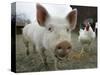 Pigs across America, Ravenna, Ohio-Amy Sancetta-Stretched Canvas