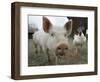 Pigs across America, Ravenna, Ohio-Amy Sancetta-Framed Photographic Print