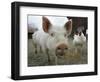 Pigs across America, Ravenna, Ohio-Amy Sancetta-Framed Photographic Print