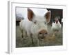 Pigs across America, Ravenna, Ohio-Amy Sancetta-Framed Photographic Print