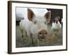 Pigs across America, Ravenna, Ohio-Amy Sancetta-Framed Photographic Print