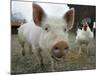 Pigs across America, Ravenna, Ohio-Amy Sancetta-Mounted Photographic Print
