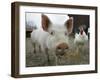 Pigs across America, Ravenna, Ohio-Amy Sancetta-Framed Photographic Print