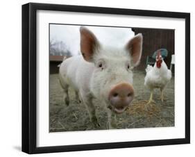 Pigs across America, Ravenna, Ohio-Amy Sancetta-Framed Photographic Print