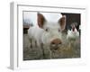 Pigs across America, Ravenna, Ohio-Amy Sancetta-Framed Photographic Print