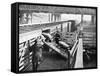 Pigs Arriving at the Chicago Stockyards to Be Converted into Pork Chops and Sausages-null-Framed Stretched Canvas