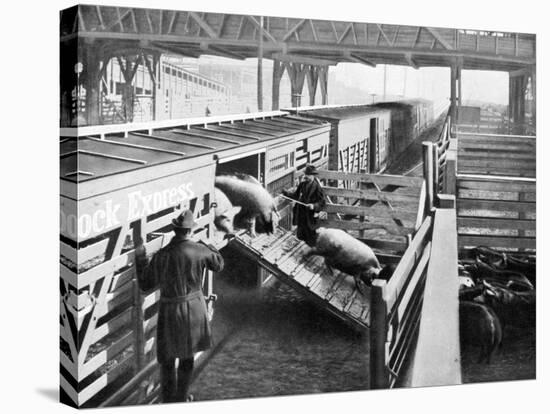 Pigs Arriving at the Chicago Stockyards to Be Converted into Pork Chops and Sausages-null-Stretched Canvas