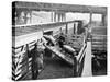 Pigs Arriving at the Chicago Stockyards to Be Converted into Pork Chops and Sausages-null-Stretched Canvas