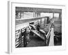 Pigs Arriving at the Chicago Stockyards to Be Converted into Pork Chops and Sausages-null-Framed Photographic Print