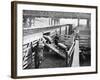 Pigs Arriving at the Chicago Stockyards to Be Converted into Pork Chops and Sausages-null-Framed Photographic Print