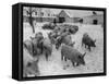 Pigs Being Herded to the Weighing Scales on a State Farm-Carl Mydans-Framed Stretched Canvas