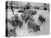 Pigs Being Herded to the Weighing Scales on a State Farm-Carl Mydans-Stretched Canvas