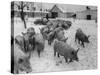 Pigs Being Herded to the Weighing Scales on a State Farm-Carl Mydans-Stretched Canvas