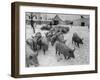 Pigs Being Herded to the Weighing Scales on a State Farm-Carl Mydans-Framed Photographic Print