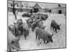 Pigs Being Herded to the Weighing Scales on a State Farm-Carl Mydans-Mounted Photographic Print