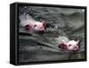 Pigs Compete Swimming Race at Pig Olympics Thursday April 14, 2005 in Shanghai, China-Eugene Hoshiko-Framed Stretched Canvas