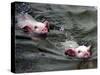 Pigs Compete Swimming Race at Pig Olympics Thursday April 14, 2005 in Shanghai, China-Eugene Hoshiko-Stretched Canvas