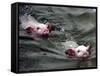 Pigs Compete Swimming Race at Pig Olympics Thursday April 14, 2005 in Shanghai, China-Eugene Hoshiko-Framed Stretched Canvas