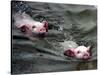 Pigs Compete Swimming Race at Pig Olympics Thursday April 14, 2005 in Shanghai, China-Eugene Hoshiko-Stretched Canvas