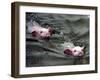 Pigs Compete Swimming Race at Pig Olympics Thursday April 14, 2005 in Shanghai, China-Eugene Hoshiko-Framed Premium Photographic Print
