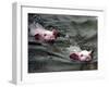 Pigs Compete Swimming Race at Pig Olympics Thursday April 14, 2005 in Shanghai, China-Eugene Hoshiko-Framed Premium Photographic Print