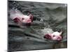 Pigs Compete Swimming Race at Pig Olympics Thursday April 14, 2005 in Shanghai, China-Eugene Hoshiko-Mounted Premium Photographic Print