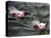 Pigs Compete Swimming Race at Pig Olympics Thursday April 14, 2005 in Shanghai, China-Eugene Hoshiko-Stretched Canvas