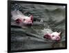 Pigs Compete Swimming Race at Pig Olympics Thursday April 14, 2005 in Shanghai, China-Eugene Hoshiko-Framed Photographic Print