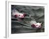 Pigs Compete Swimming Race at Pig Olympics Thursday April 14, 2005 in Shanghai, China-Eugene Hoshiko-Framed Photographic Print