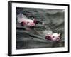 Pigs Compete Swimming Race at Pig Olympics Thursday April 14, 2005 in Shanghai, China-Eugene Hoshiko-Framed Photographic Print