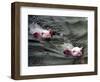 Pigs Compete Swimming Race at Pig Olympics Thursday April 14, 2005 in Shanghai, China-Eugene Hoshiko-Framed Photographic Print