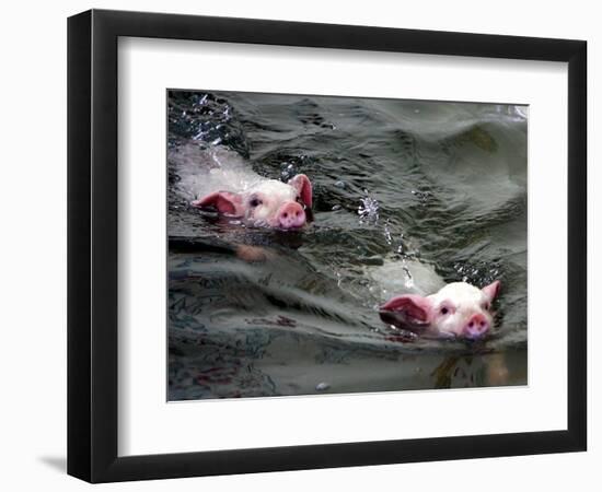 Pigs Compete Swimming Race at Pig Olympics Thursday April 14, 2005 in Shanghai, China-Eugene Hoshiko-Framed Photographic Print