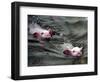 Pigs Compete Swimming Race at Pig Olympics Thursday April 14, 2005 in Shanghai, China-Eugene Hoshiko-Framed Photographic Print