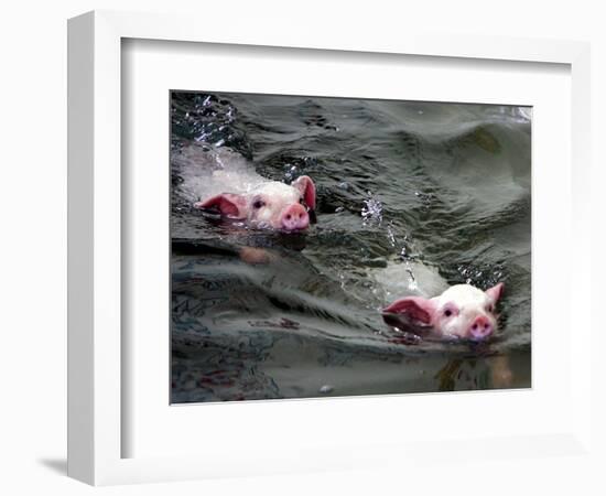 Pigs Compete Swimming Race at Pig Olympics Thursday April 14, 2005 in Shanghai, China-Eugene Hoshiko-Framed Photographic Print