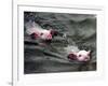 Pigs Compete Swimming Race at Pig Olympics Thursday April 14, 2005 in Shanghai, China-Eugene Hoshiko-Framed Photographic Print