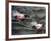 Pigs Compete Swimming Race at Pig Olympics Thursday April 14, 2005 in Shanghai, China-Eugene Hoshiko-Framed Photographic Print