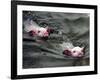 Pigs Compete Swimming Race at Pig Olympics Thursday April 14, 2005 in Shanghai, China-Eugene Hoshiko-Framed Photographic Print