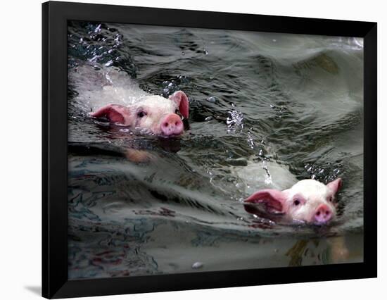 Pigs Compete Swimming Race at Pig Olympics Thursday April 14, 2005 in Shanghai, China-Eugene Hoshiko-Framed Photographic Print